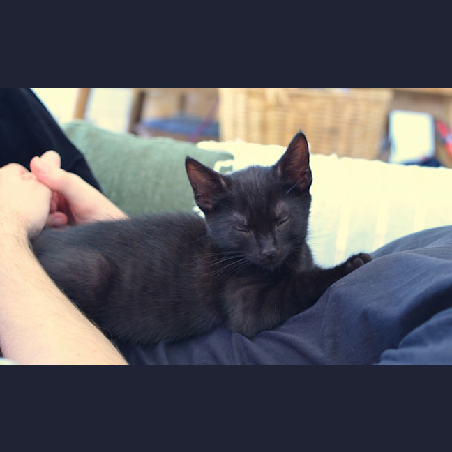 Photo of Sumi (Previously Chompa)