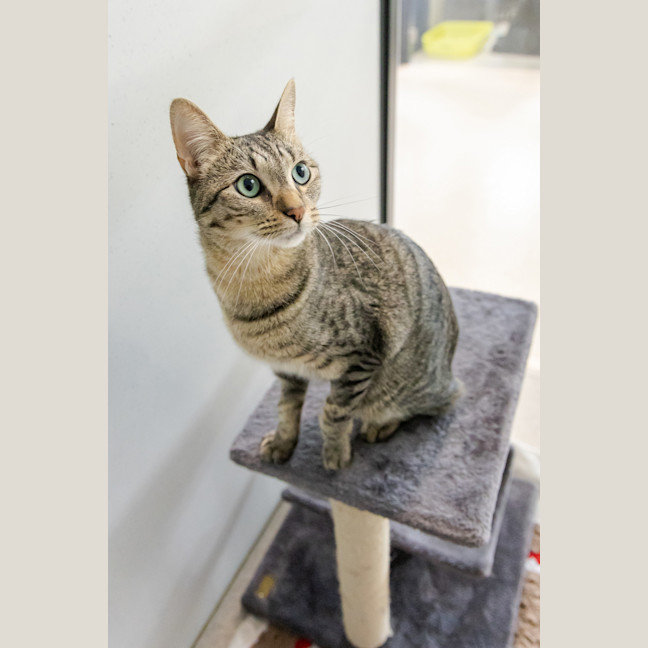 Photo of Lucky Tiger