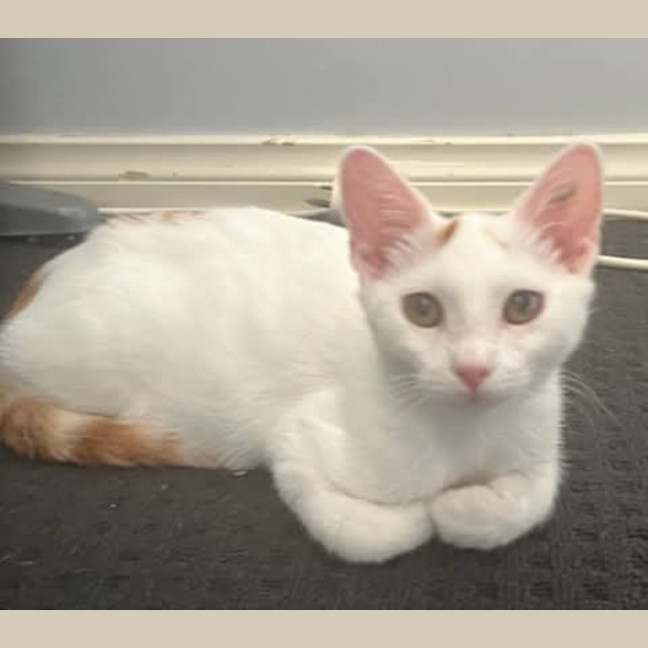 Photo of Crouton