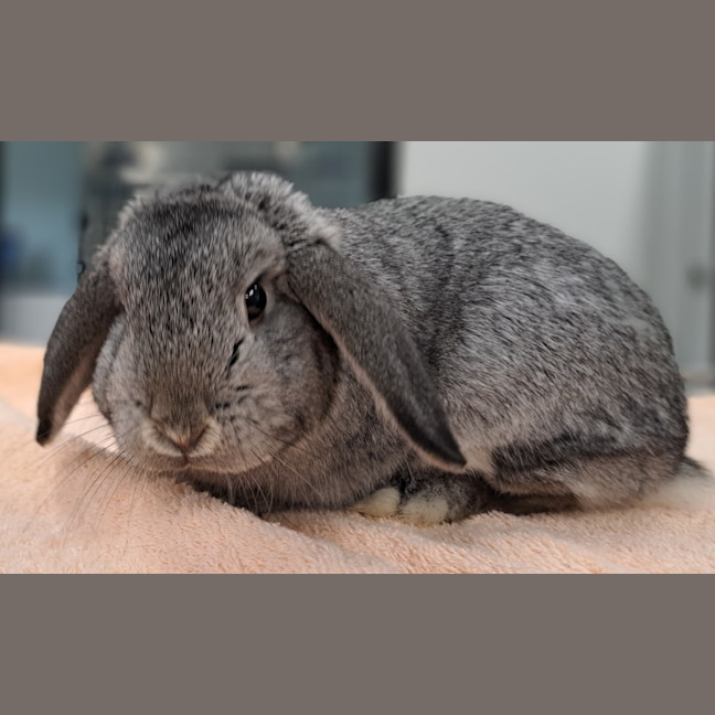 Photo of Teddy