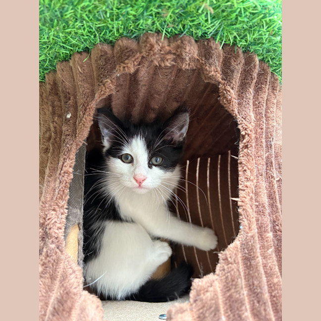 Photo of Salt & Pepper