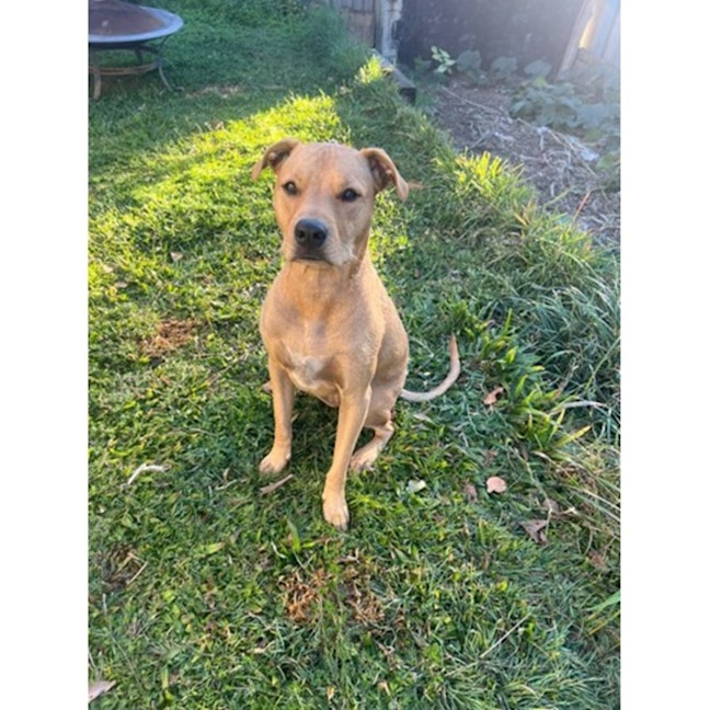 Photo of Edna *$250 Adoption Fee*