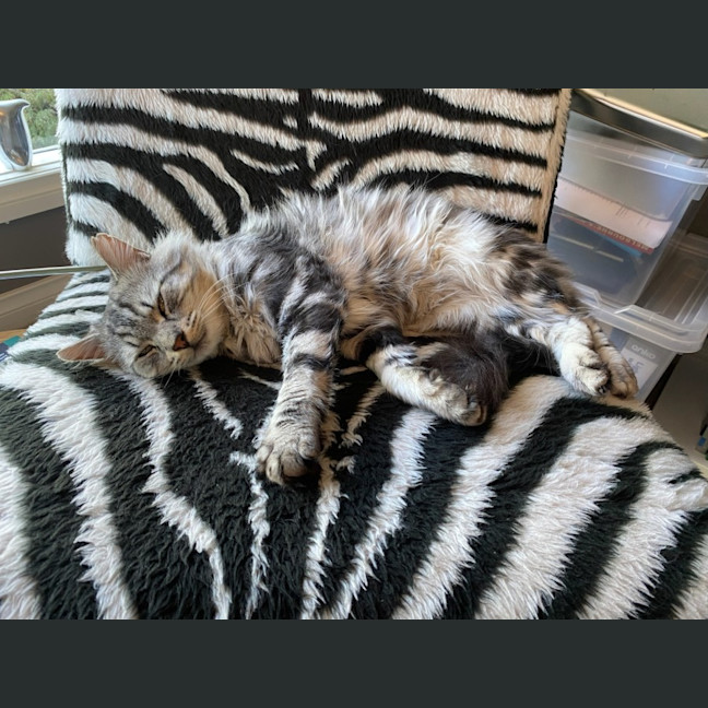 Photo of Samson 