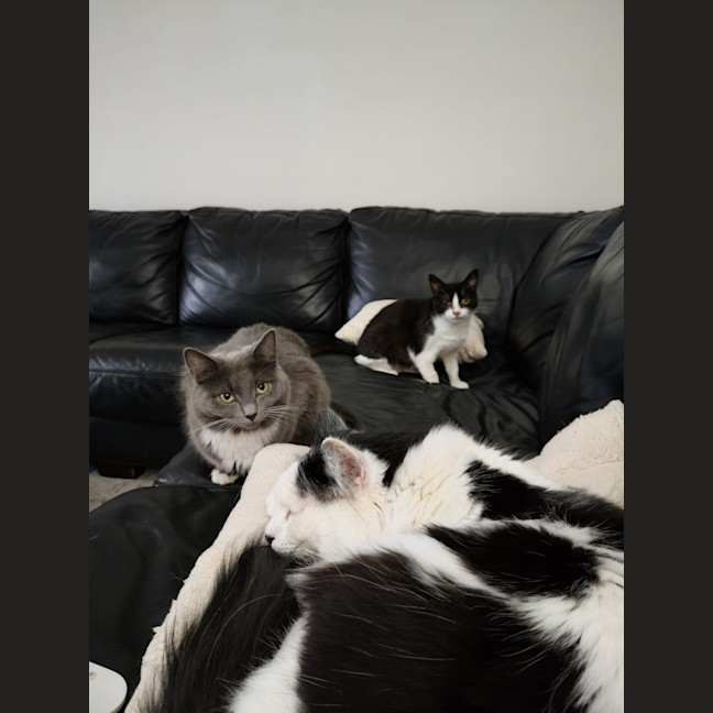 Photo of Lucky