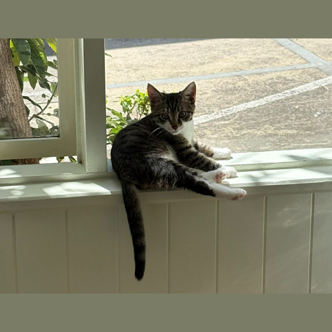 Photo of Nutmeg