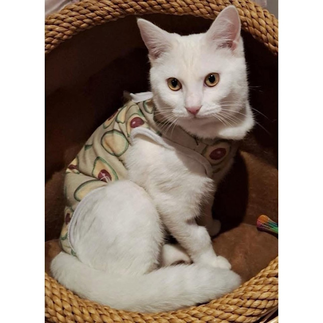 Photo of 12306   Crystal