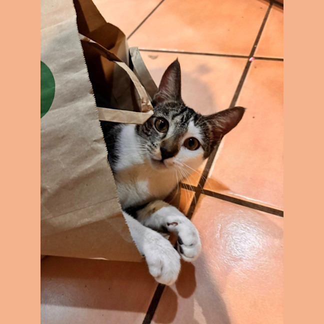 Photo of Lulu