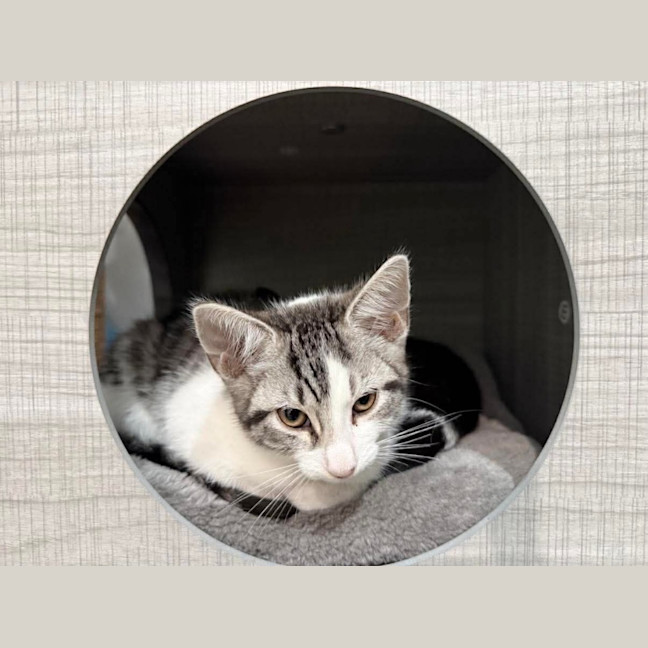 Photo of Kali
