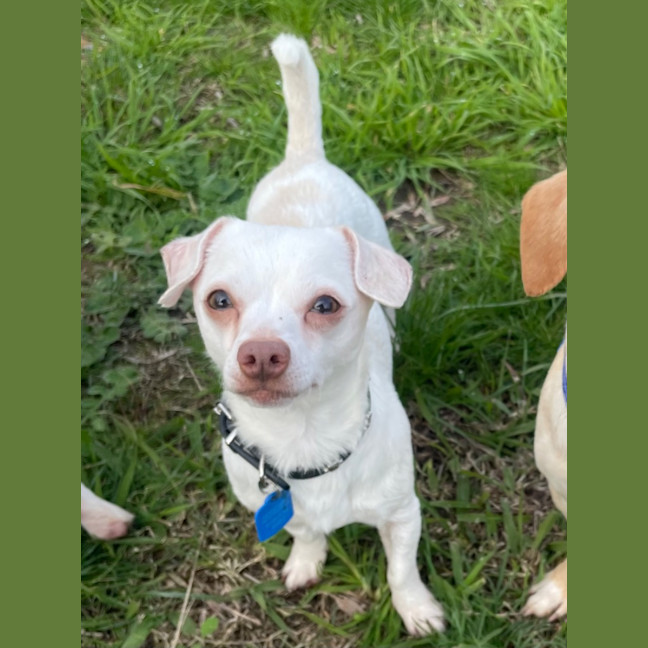 Photo of Atlas (In Foster Care) (On Hold)