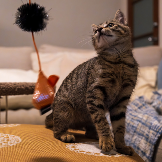 Photo of C1332 Jellybean