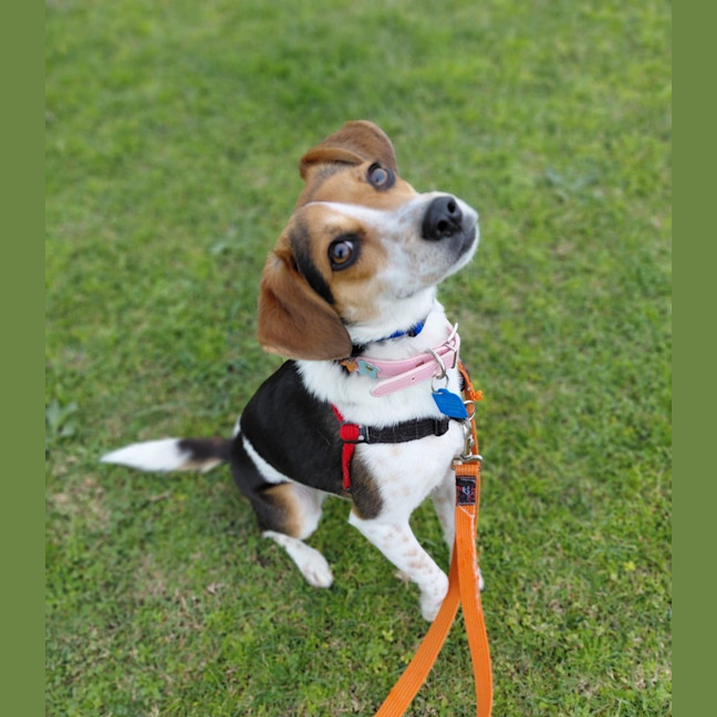 Photo of Lola