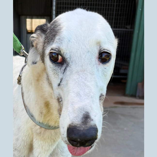 Photo of Spot