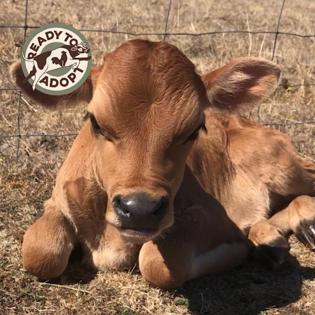 Photo of Bambi & Calcifer