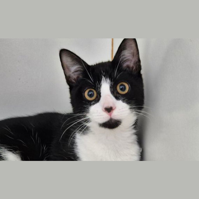 Photo of Talulah