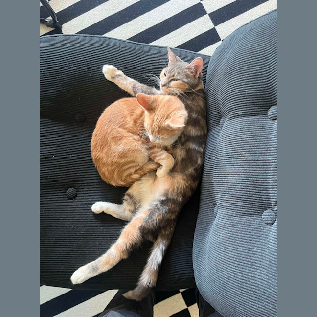 Photo of Purrl & Punchy! 