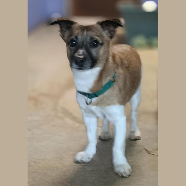 Photo of Loki