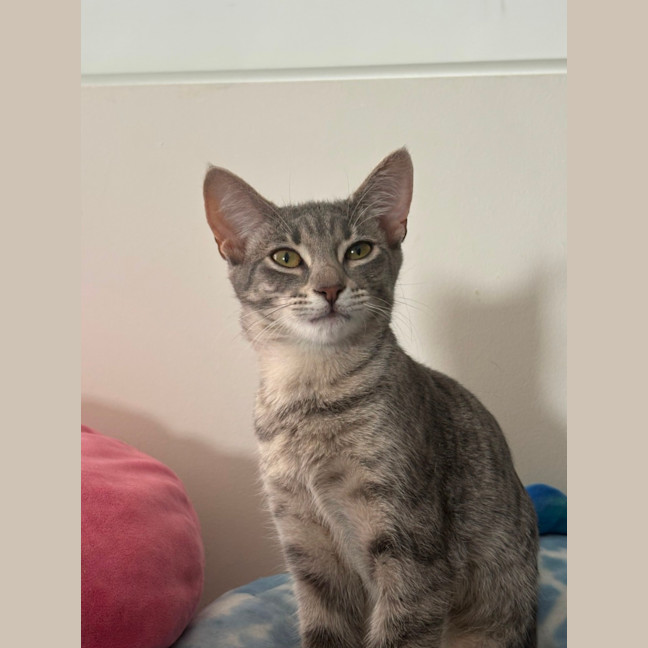 Photo of Raven **2nd Chance Cat Rescue**