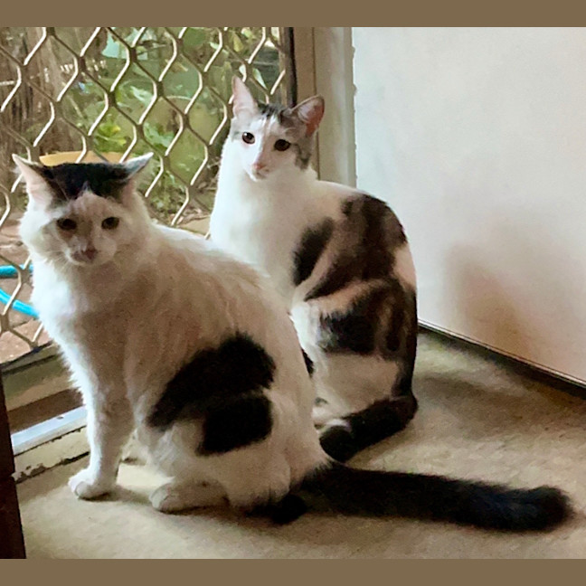 Photo of Yoko Karuma & Luvvy