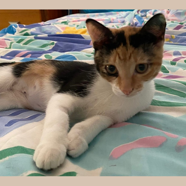 Photo of Peaches