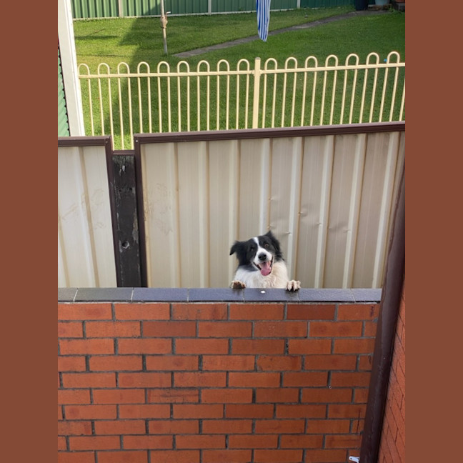 Photo of Grommit   7 Year Old Border Collie