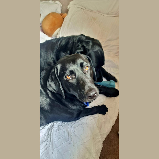 Photo of Willow   4 Year Old Labrador