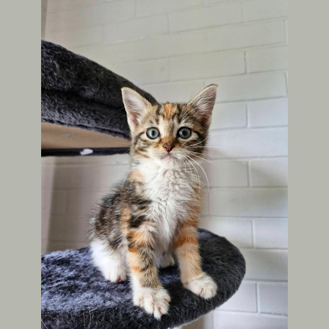 Photo of Pebbles 