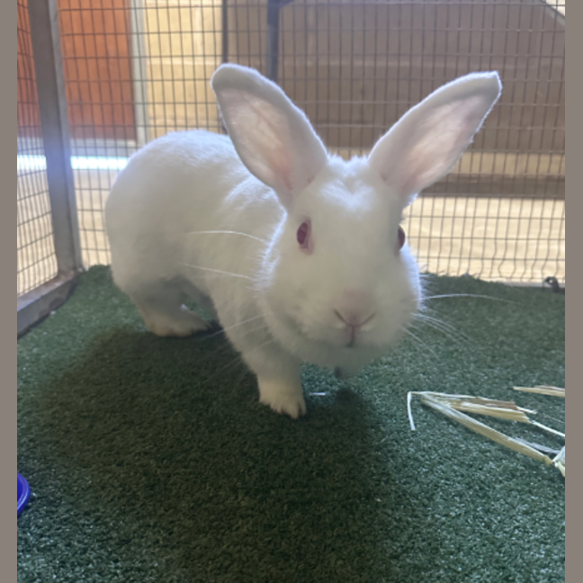 Photo of Darcy
