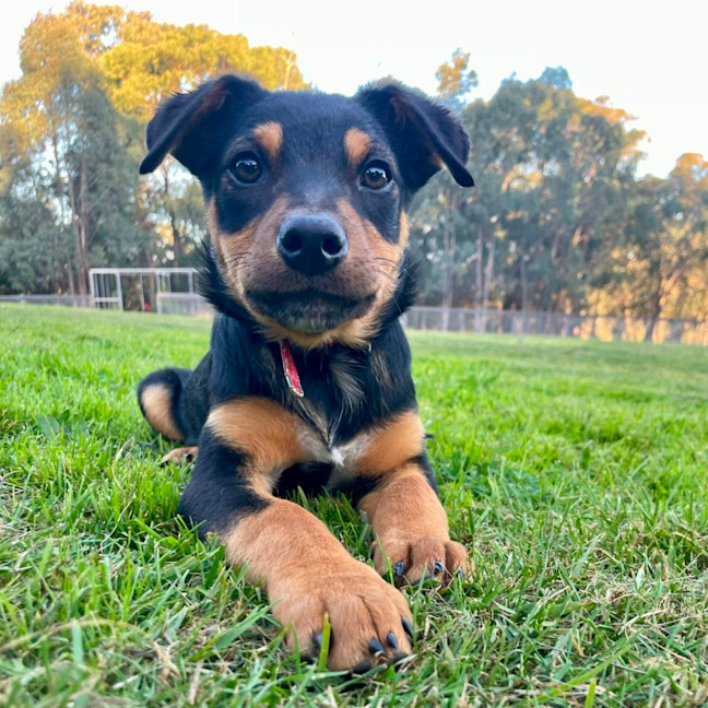 Photo of Teddy