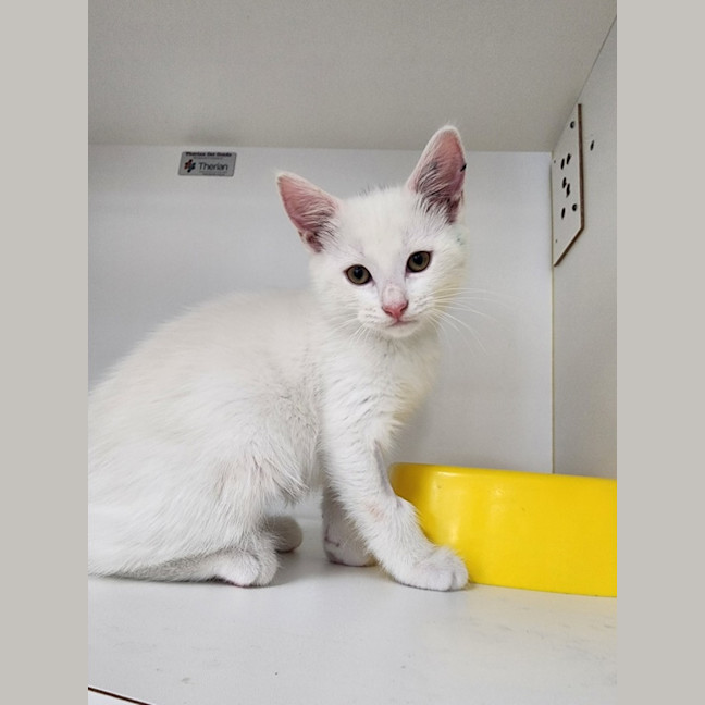 Photo of Avalanche, Frost And Snowy