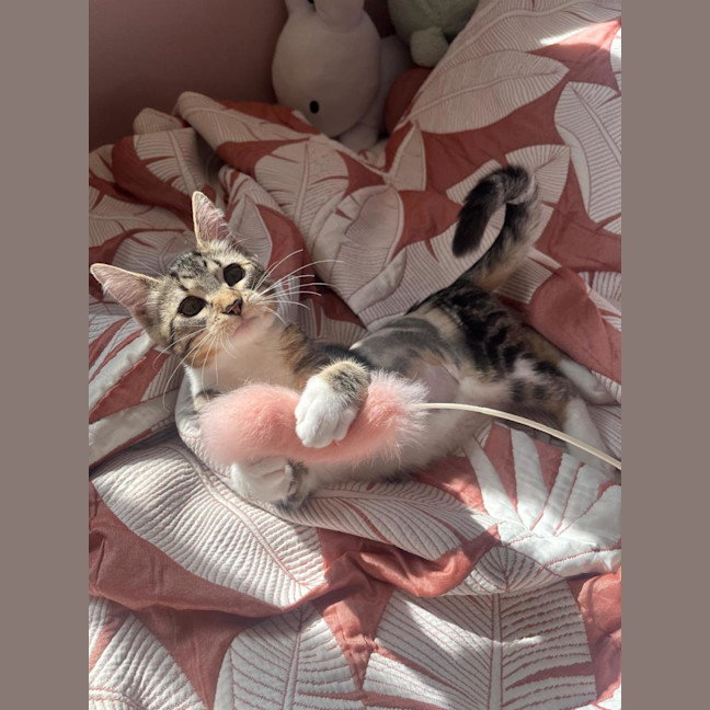 Photo of Nutmeg