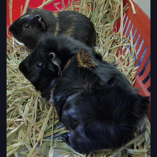 Photo of Prince (Bonded With Orio)