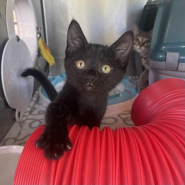 Photo of Tulip