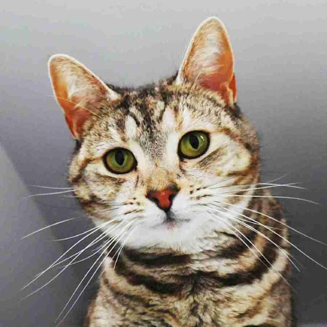 Photo of Pepper Sua014196