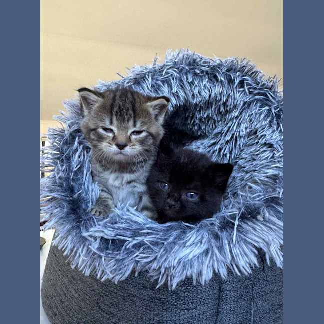 Photo of Pixie & Rocky