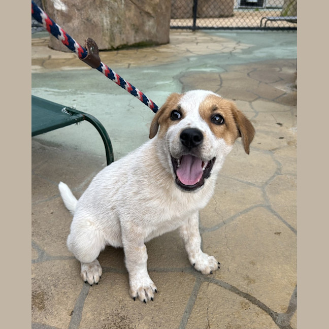 Photo of Rusty