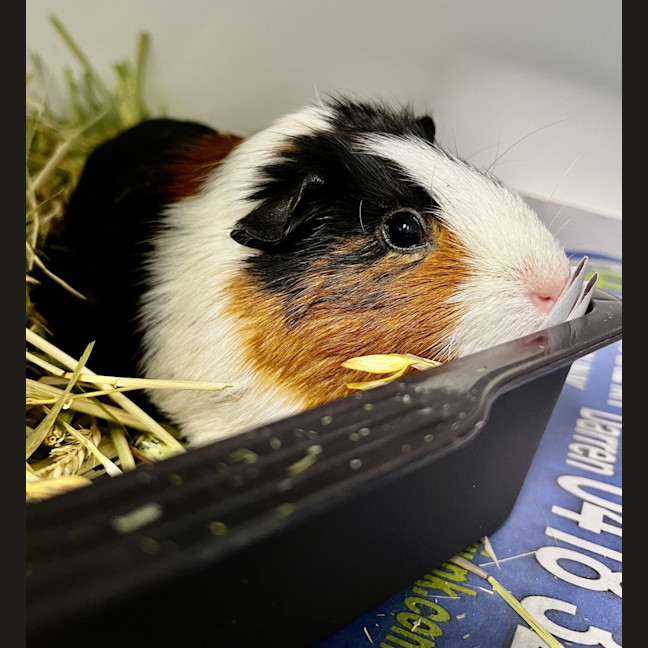Photo of Pignelope