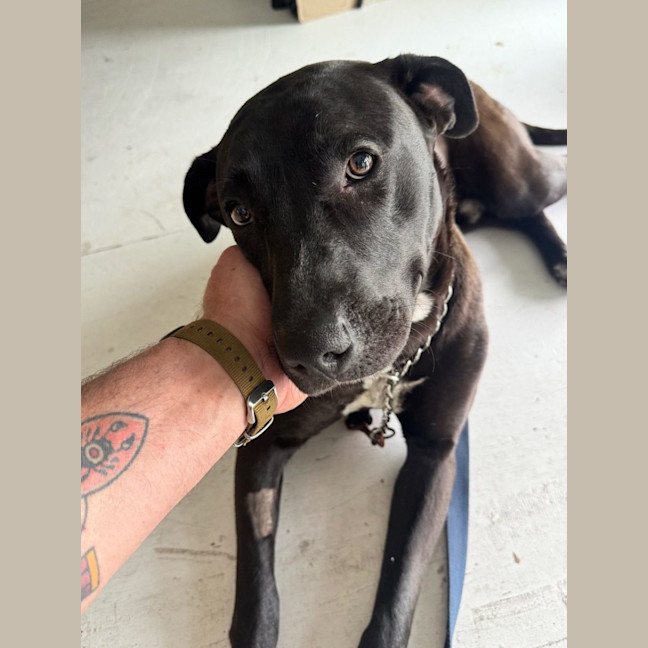 Photo of Bobby *$350 Adoption Fee*