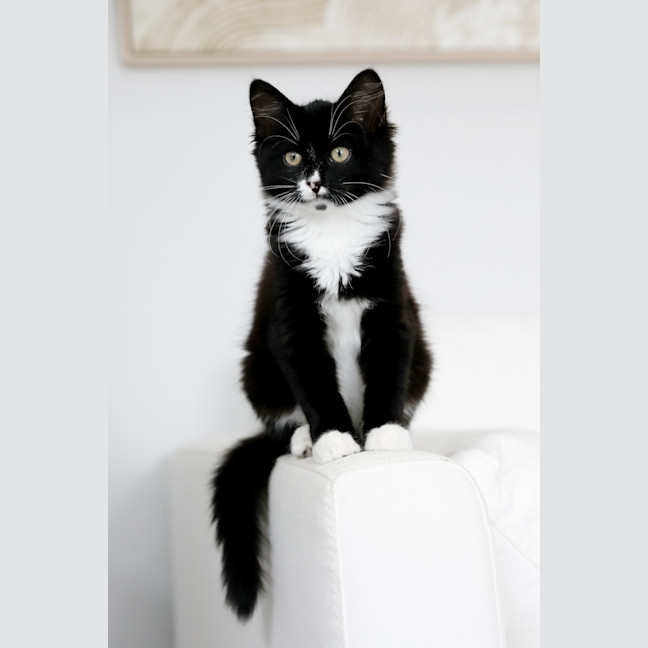 Photo of Mavis