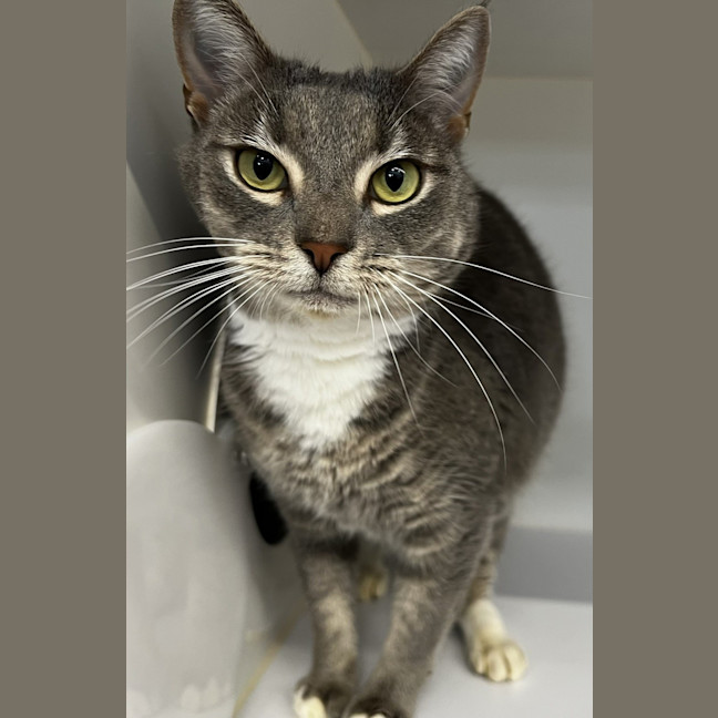 Photo of Lunar (Bonded To Cosmo)