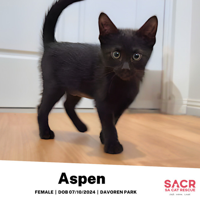 Photo of Aspen