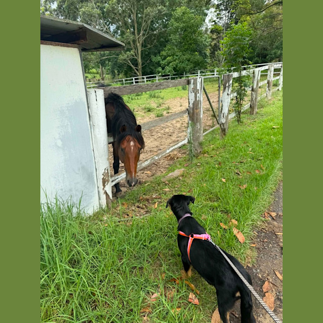 Photo of Gracie   4 Month Old Rottweiler X Shepherd 
