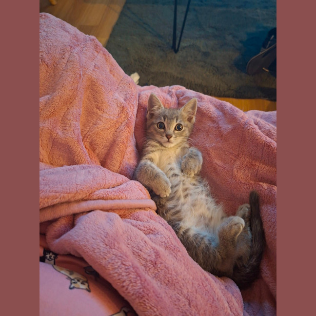 Photo of Otis