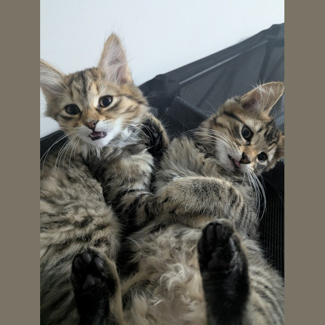 Photo of Bellatrix Clowder