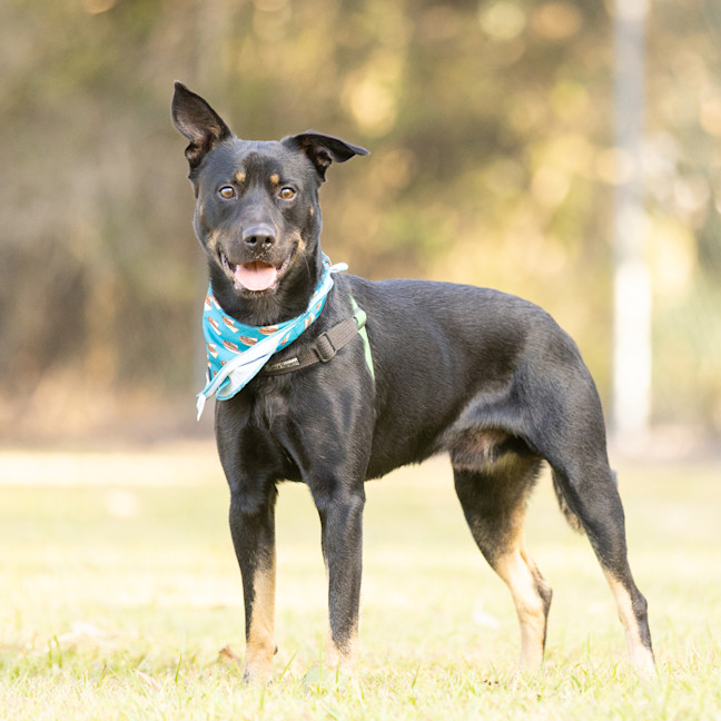 Photo of Buddy