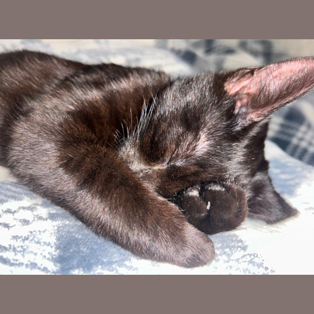 Photo of Ava   4 Month Old Domestic Short Hair