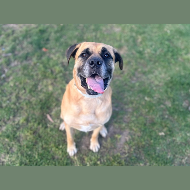 Photo of Rocky Imp 1939