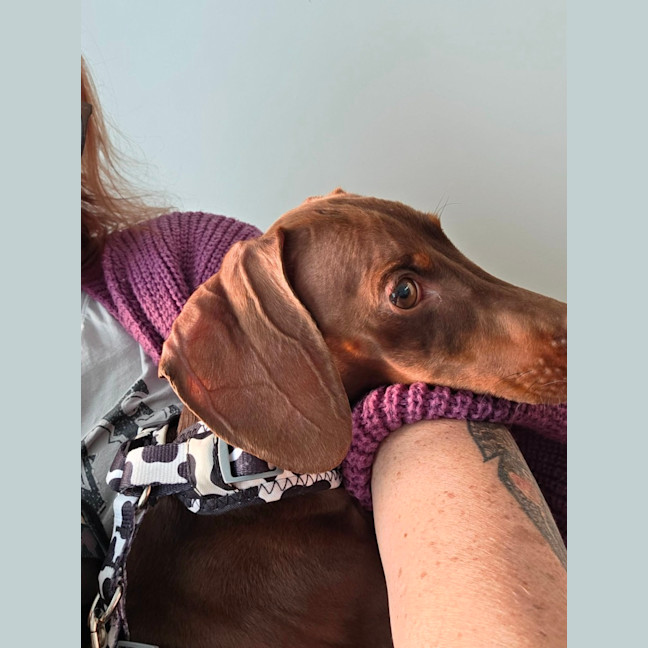 Photo of Milo