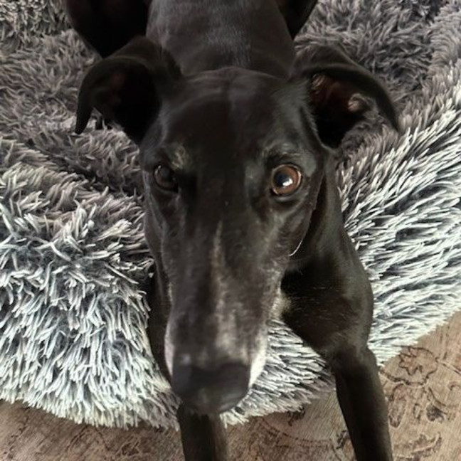 Photo of Miley The Greyhound