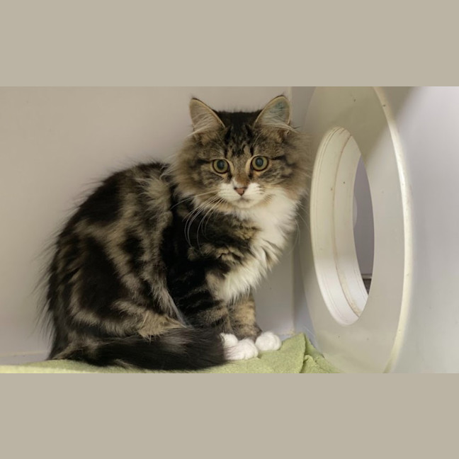 Photo of Pesto