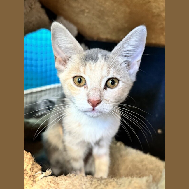 Photo of Flicker